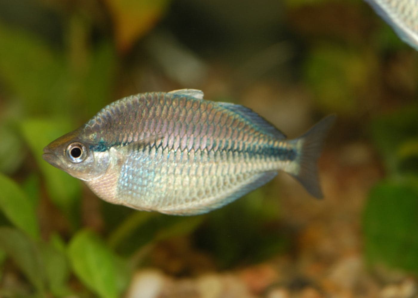 Kamaka Rainbowfish