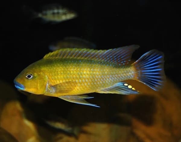 Pseudotropheus Williamsi