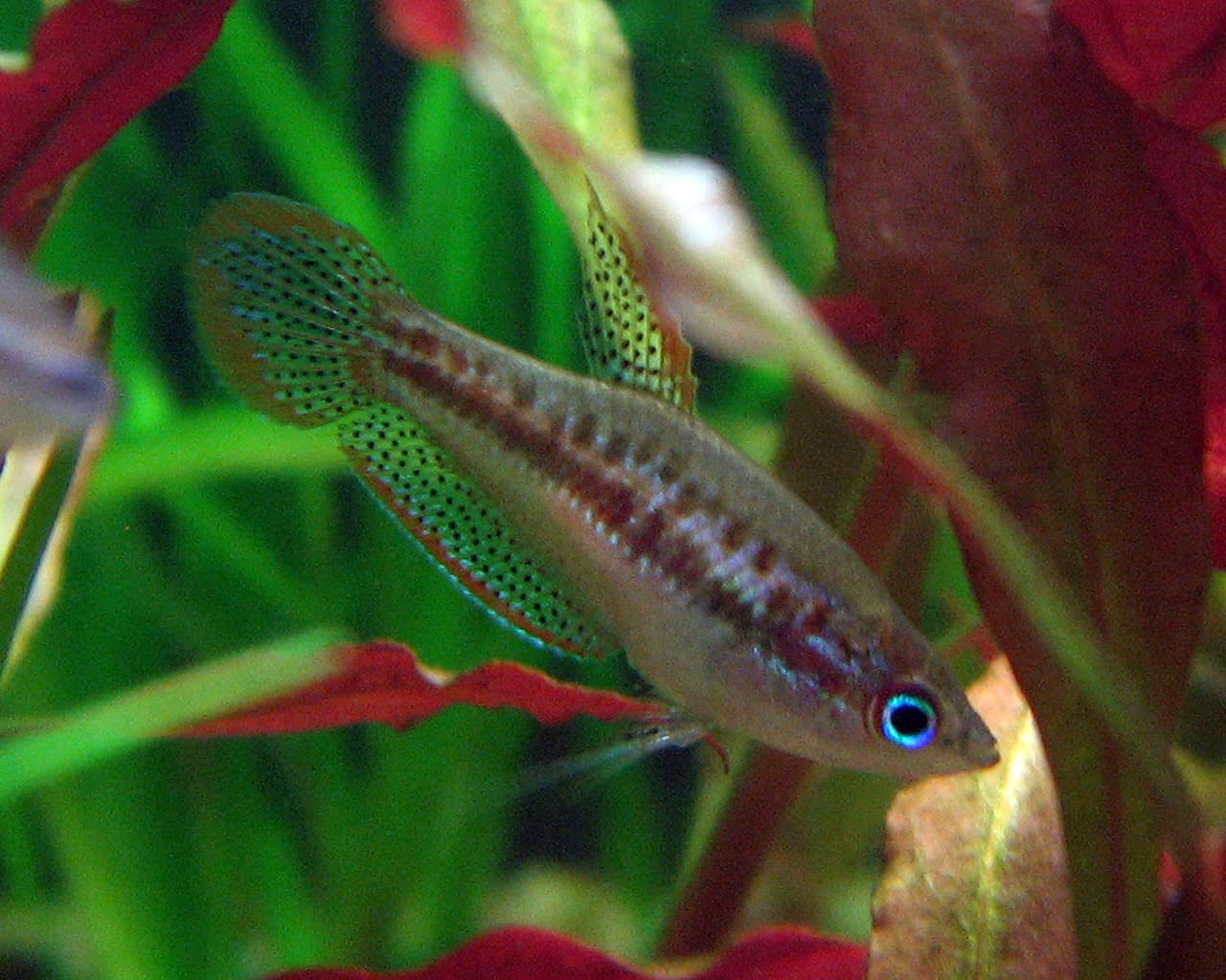Sparkling Gourami (Trichopsis pumila)