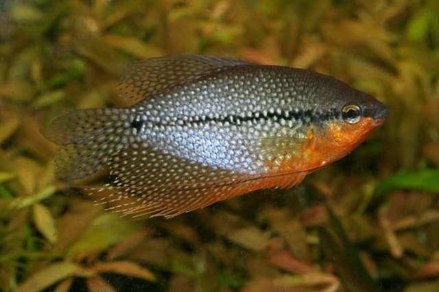 Pearl Gourami (Trichopodus leerii)