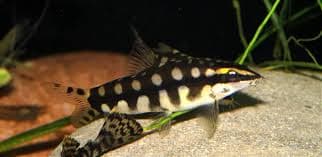 Dwarf Chain Loach
