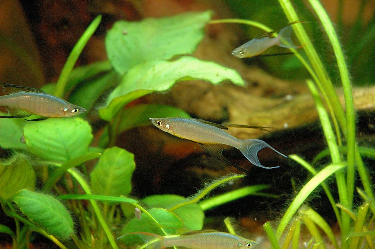 Male Threadfin Rainbowfish (Iriatherina werneri)