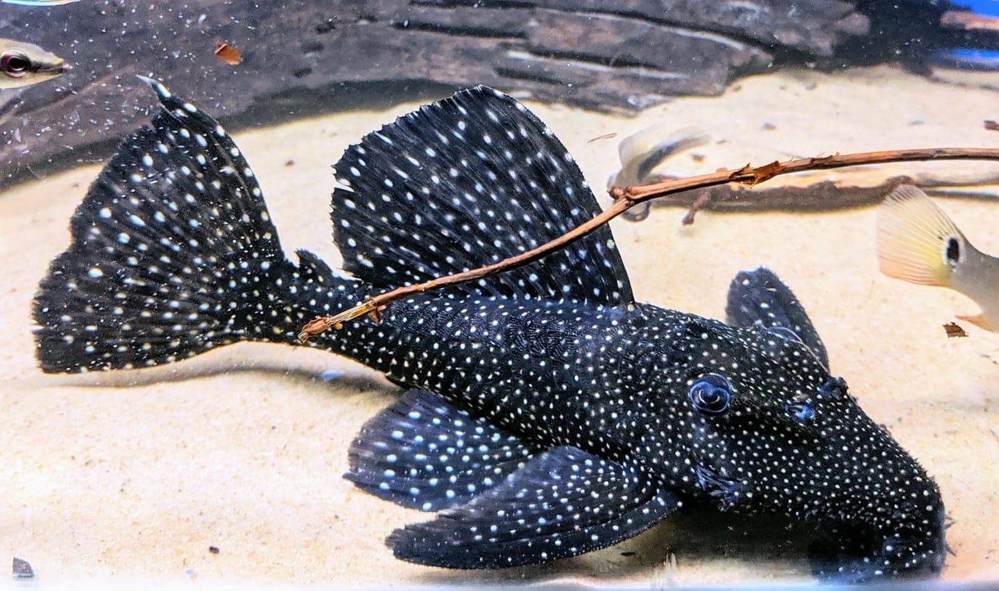 L240 Galaxy Pleco