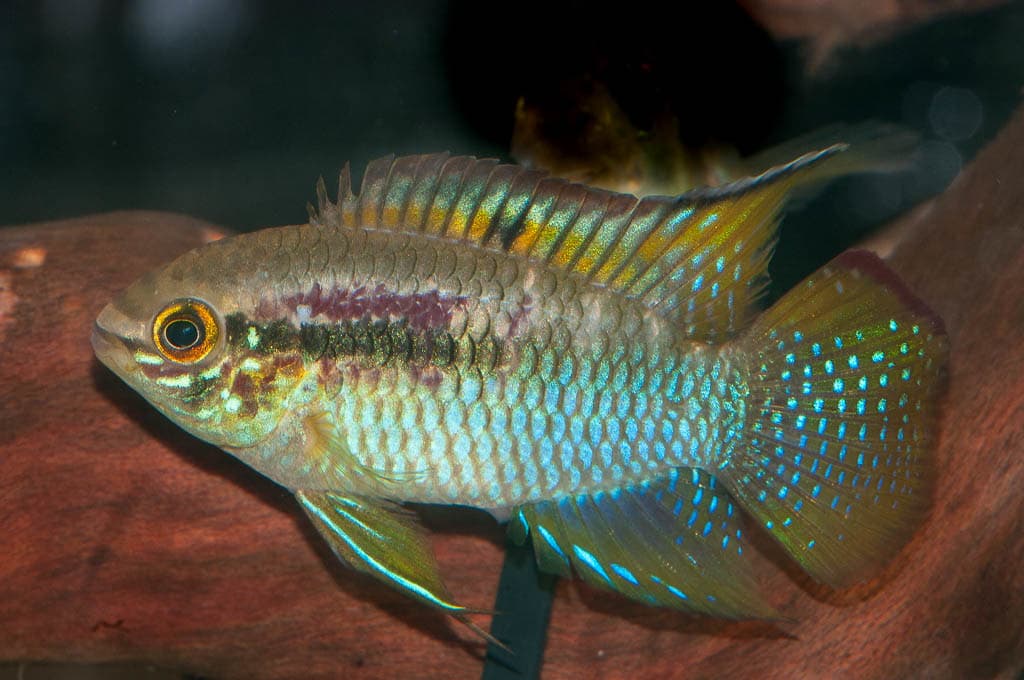 Dwarf Flag Cichlid