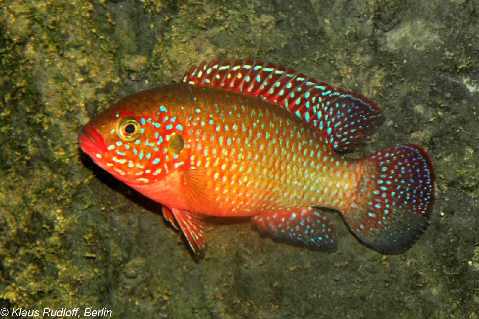 Jewel Cichlid