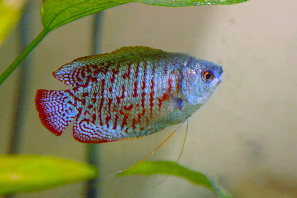 Dwarf Gourami