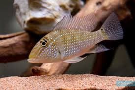 Jurupari Earth Eater