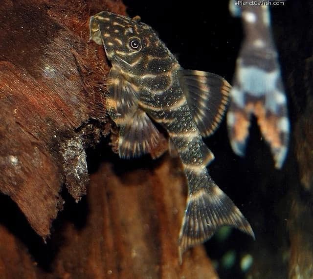 L104 Clown Pleco