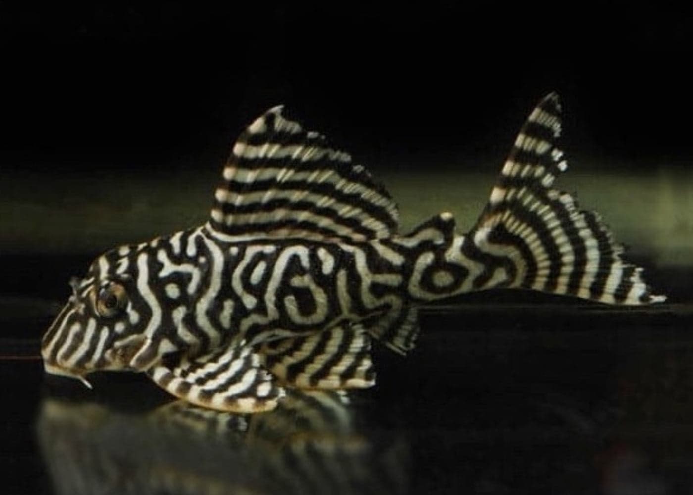 L066 King Tiger Pleco