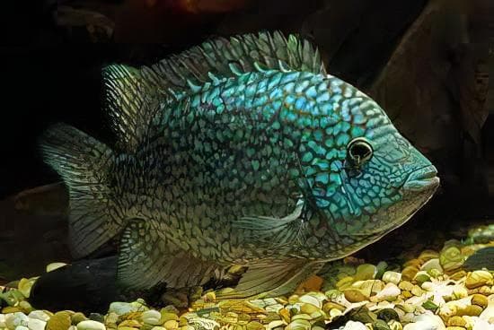 Green Texas Cichlid