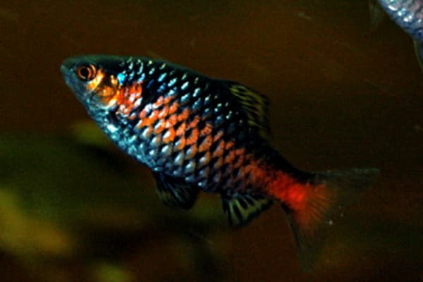 Odessa Barb (Pethia padamya)