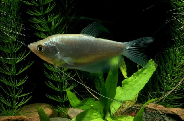Moonlight Gourami
