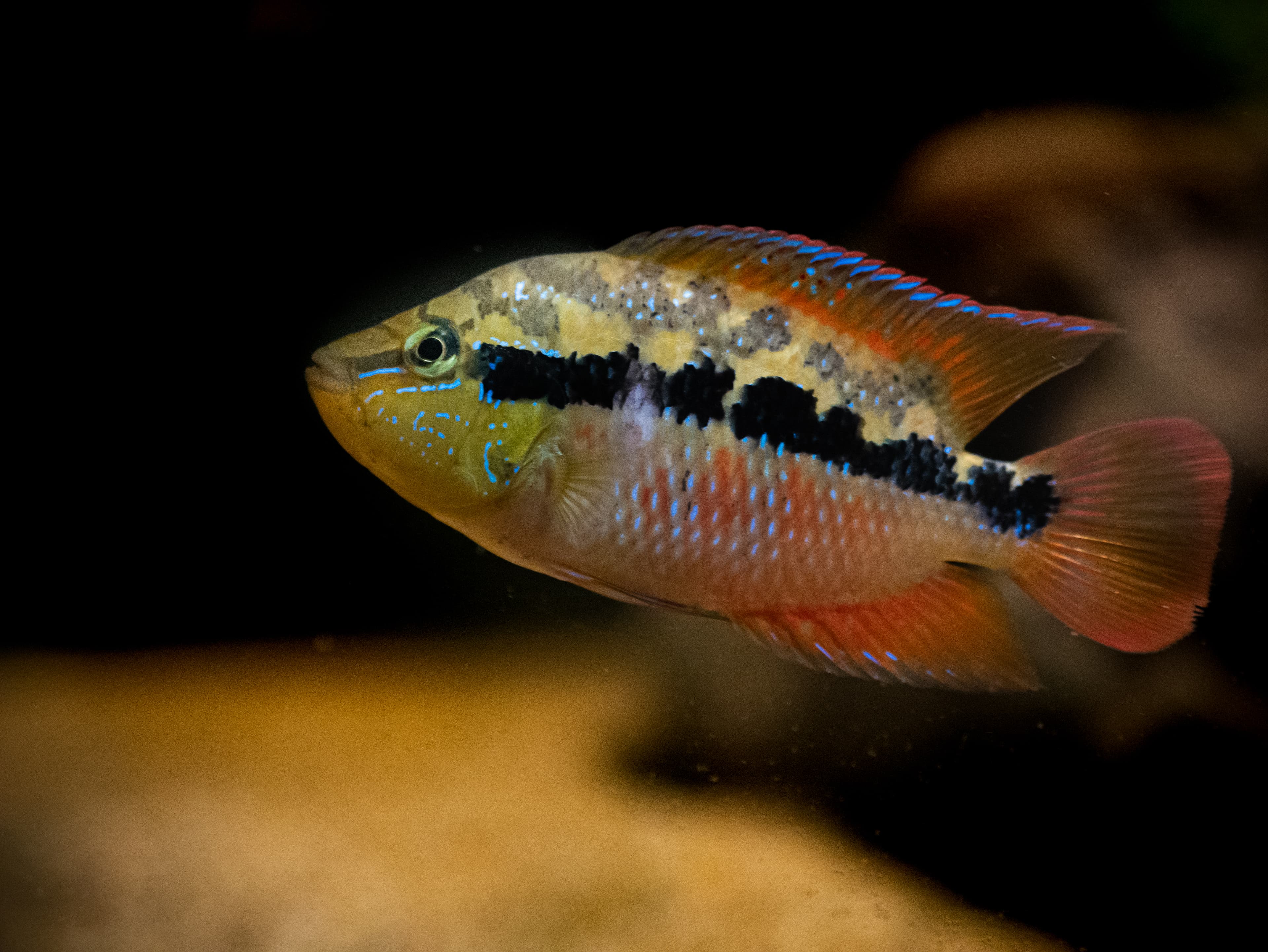 Salvini Cichlid
