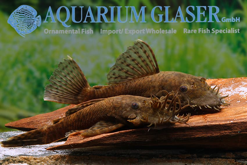 Lda72 Bristlenose Pleco