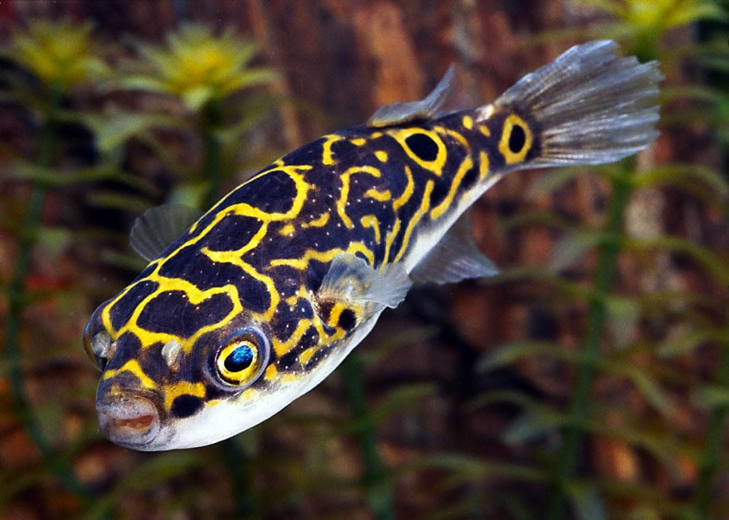Eyespot Pufferfish