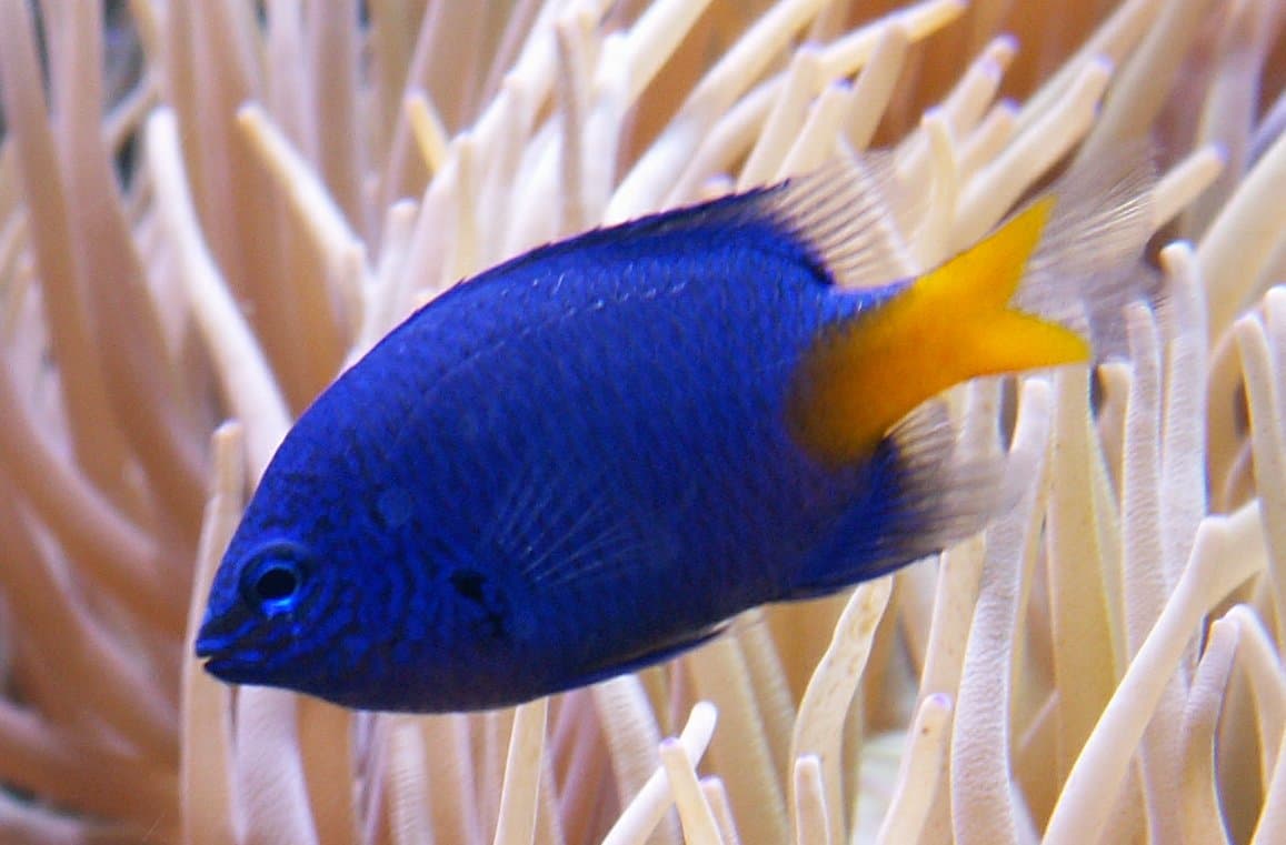 Yellowtail Damselfish