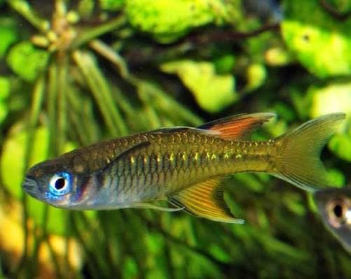 Pacific Blue-eye