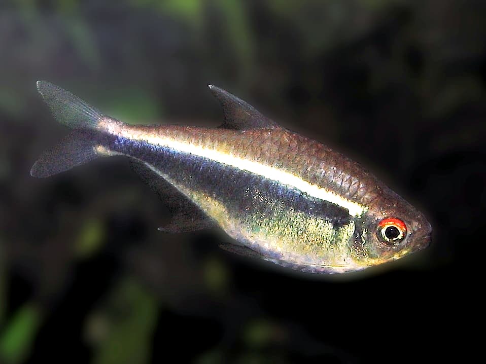 Black Neon Tetra (Hyphessobrycon herbertaxelrodi)