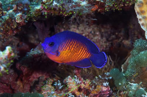 Coral Beauty Angelfish