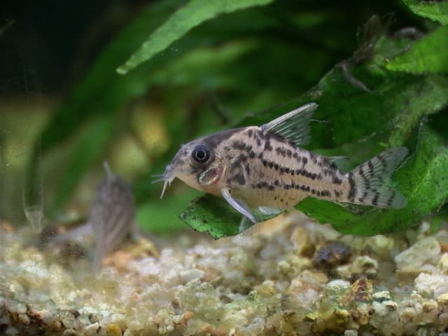 Schwartz's Cory