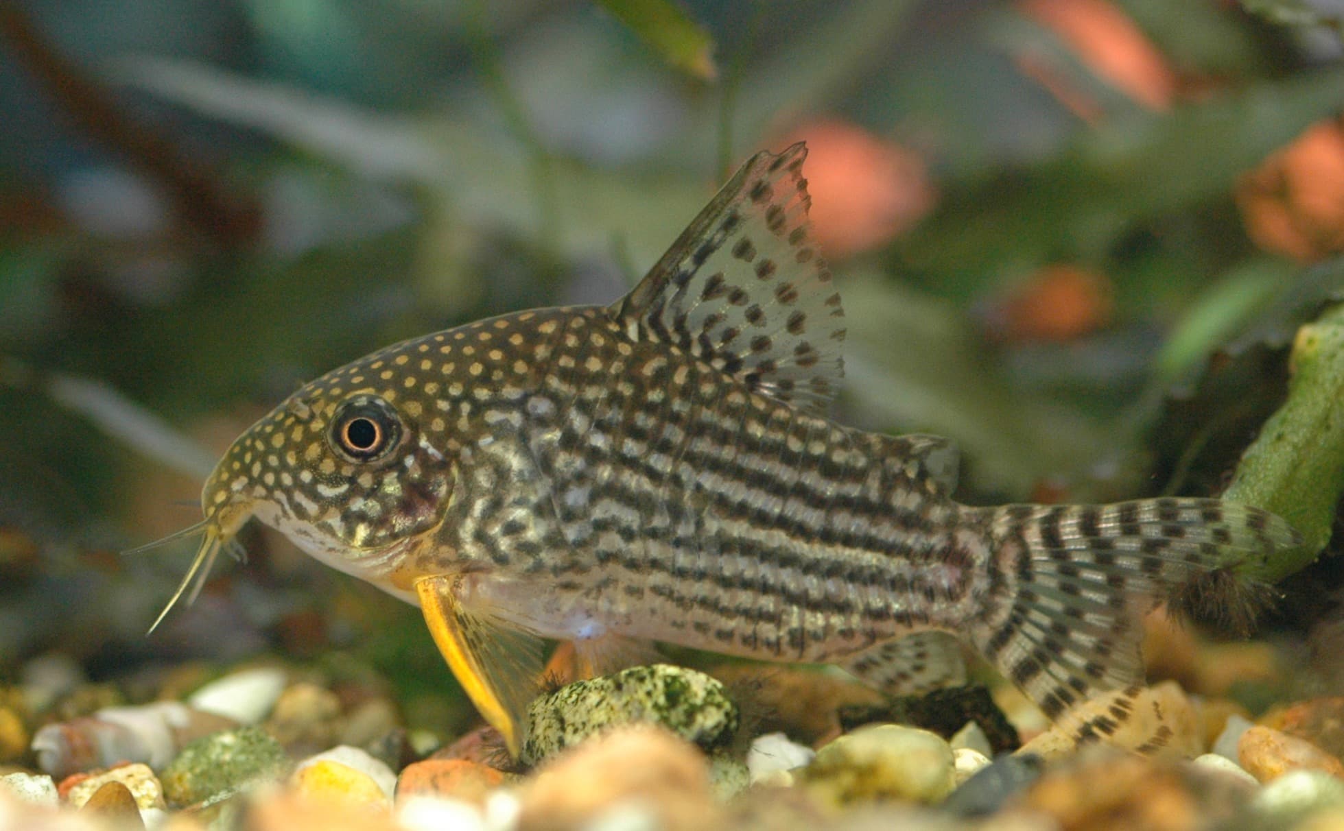 Sterbai Corydoras