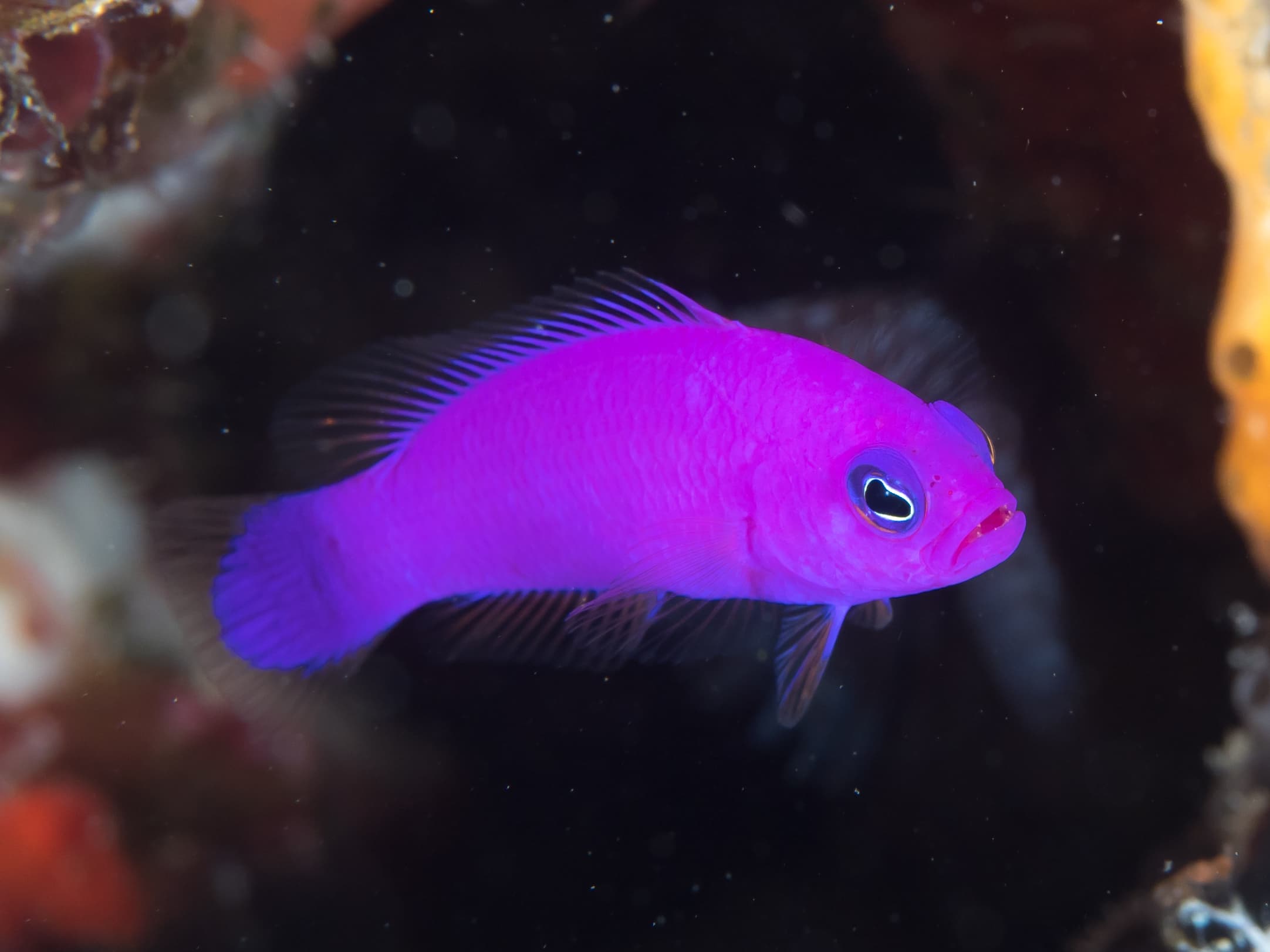 Magenta Dottyback