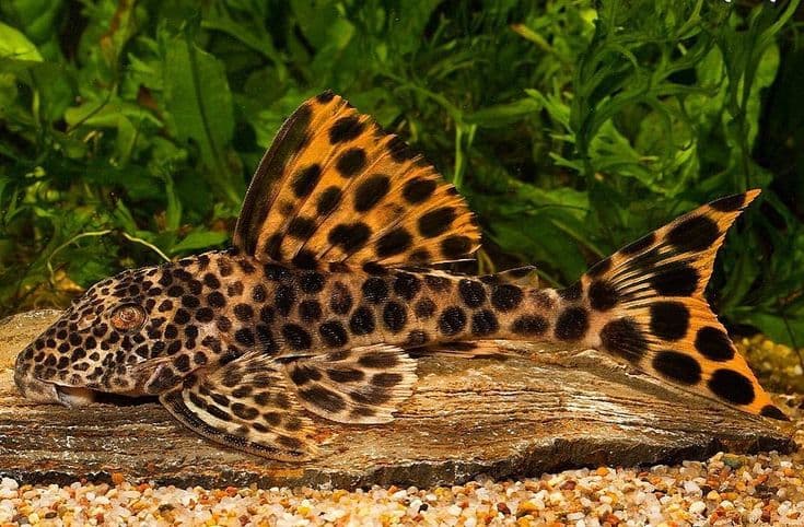 L124 Para Pleco