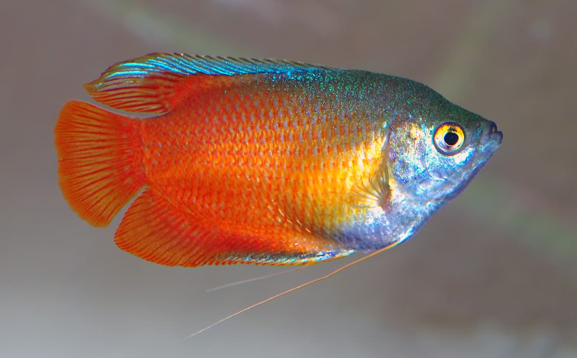 Honey Gourami