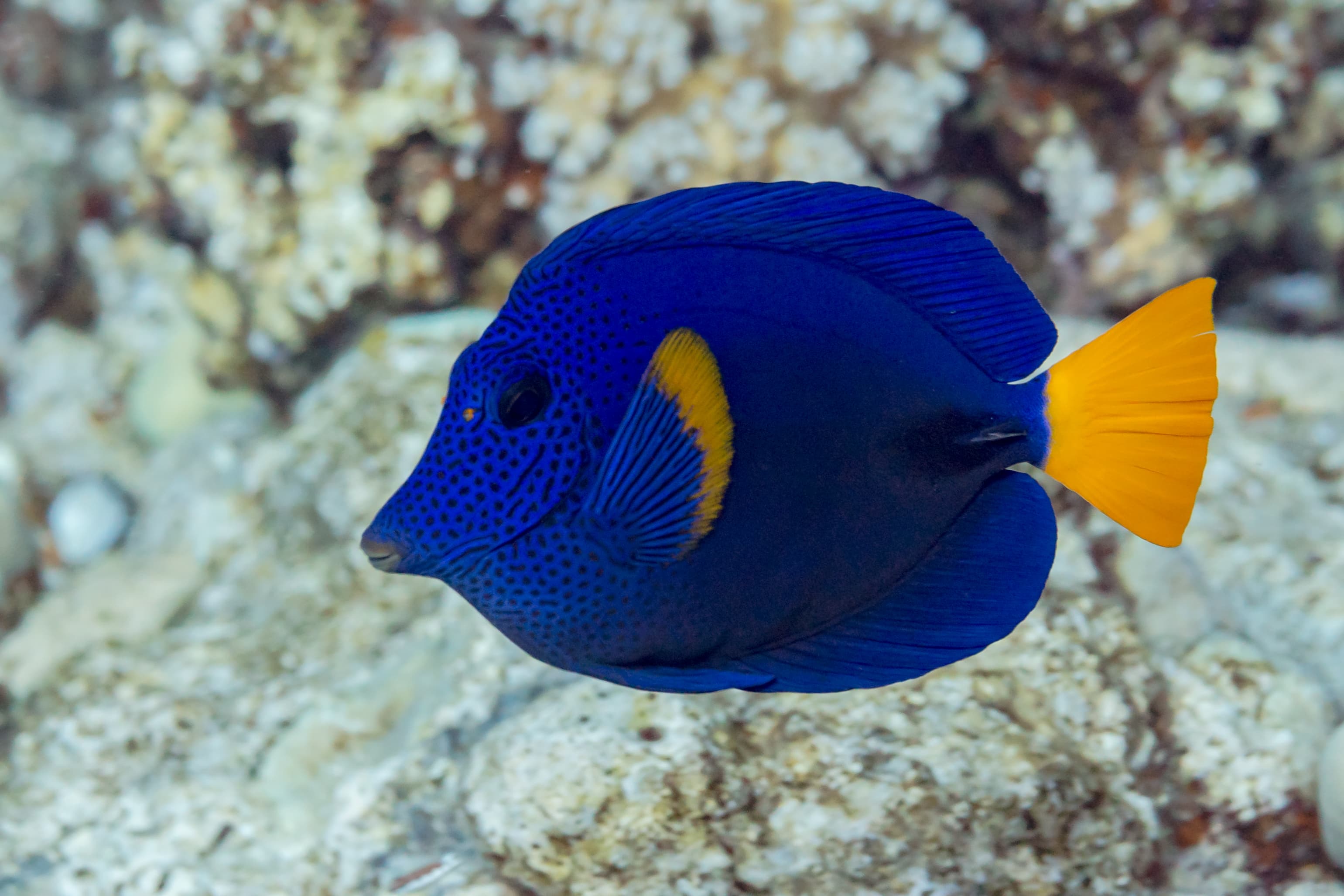 Purple Tang