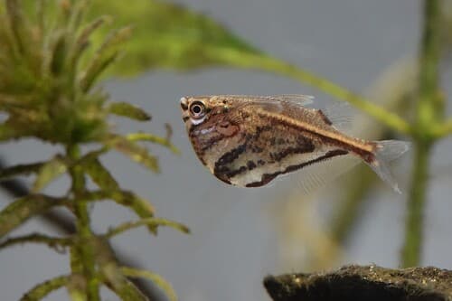 Marble Hatchetfish