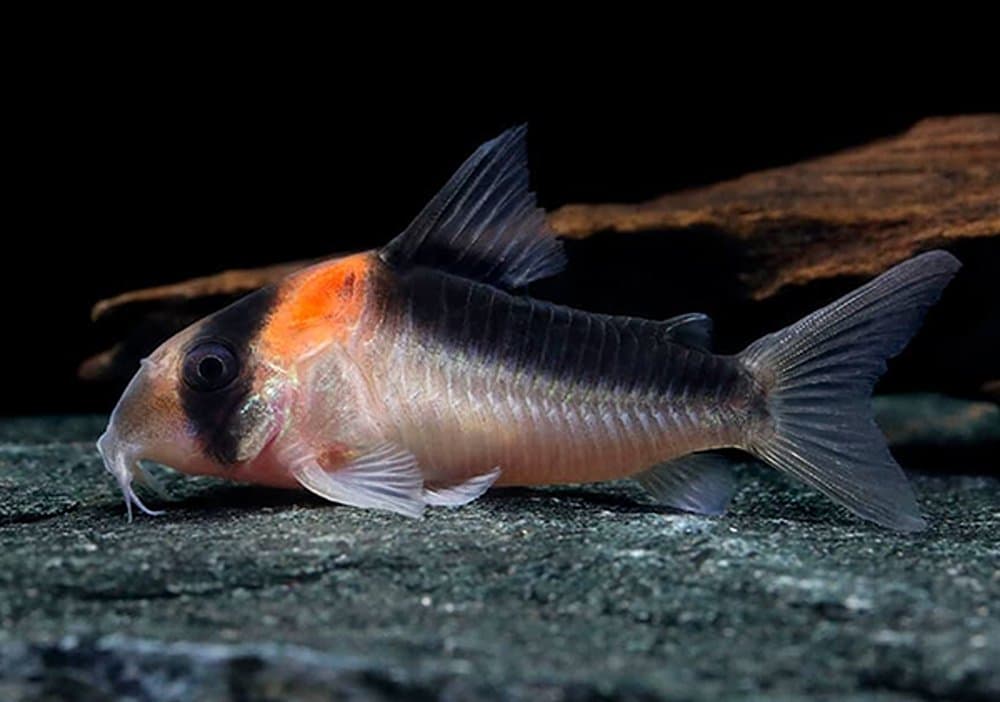 Duplicareus Corydoras