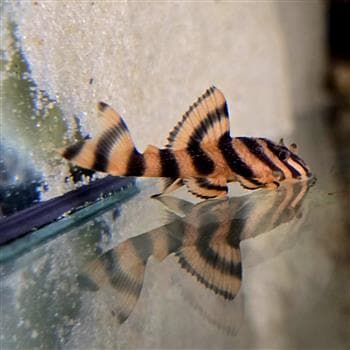 L306 Blood Red Tiger Pleco