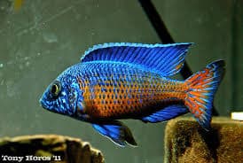 Ngara Flametail Peacock