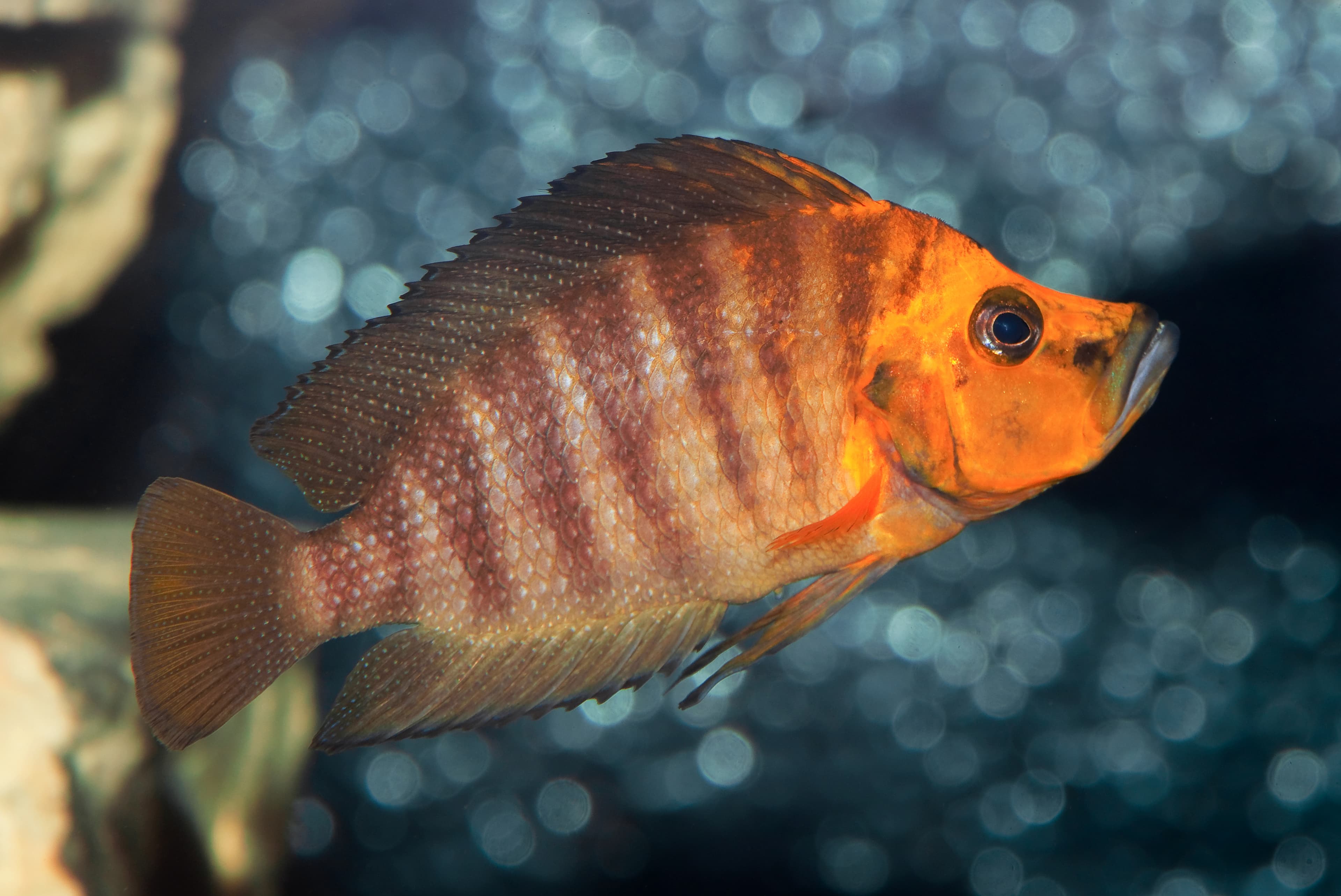 Compressiceps Cichlid