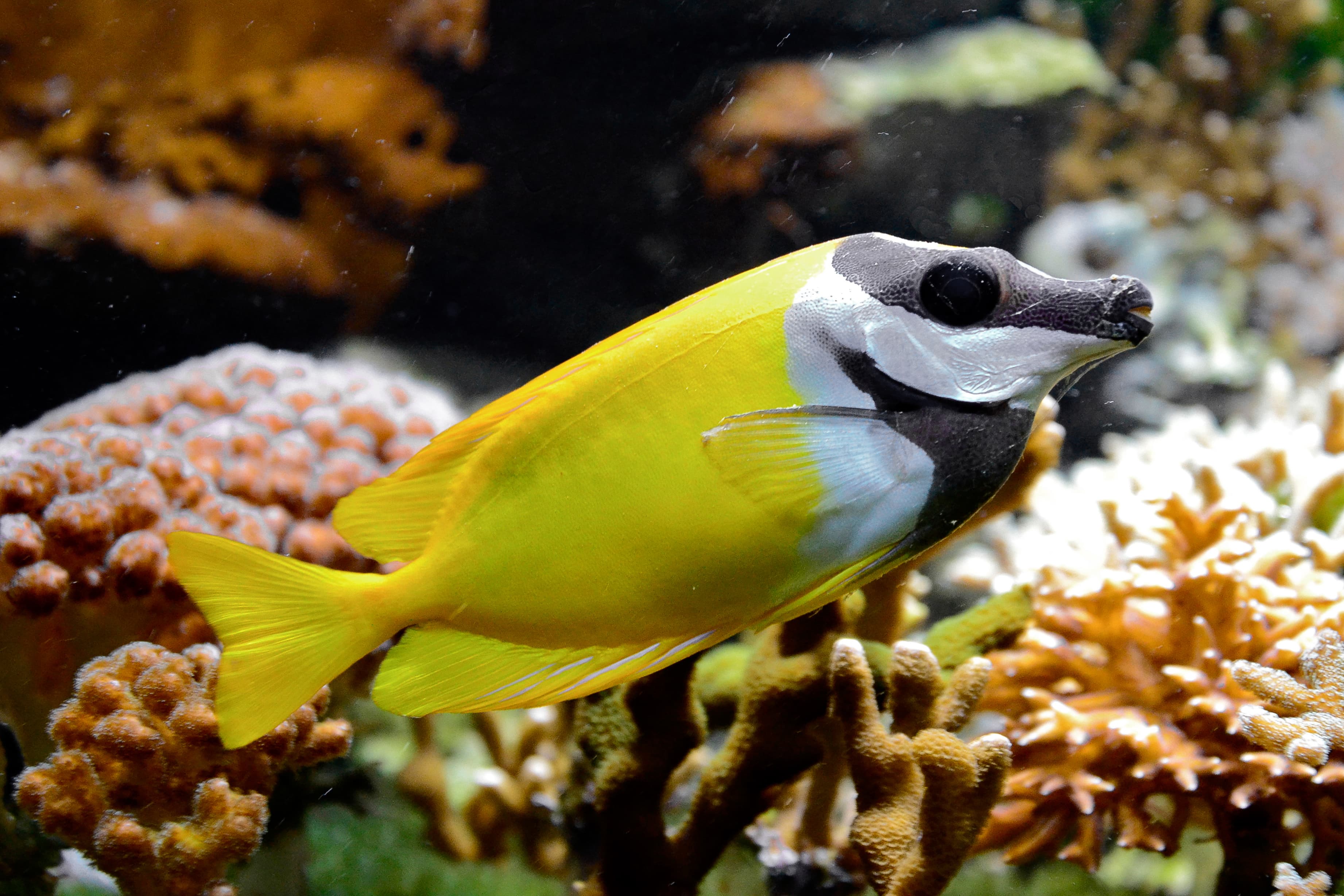 Foxface Rabbitfish