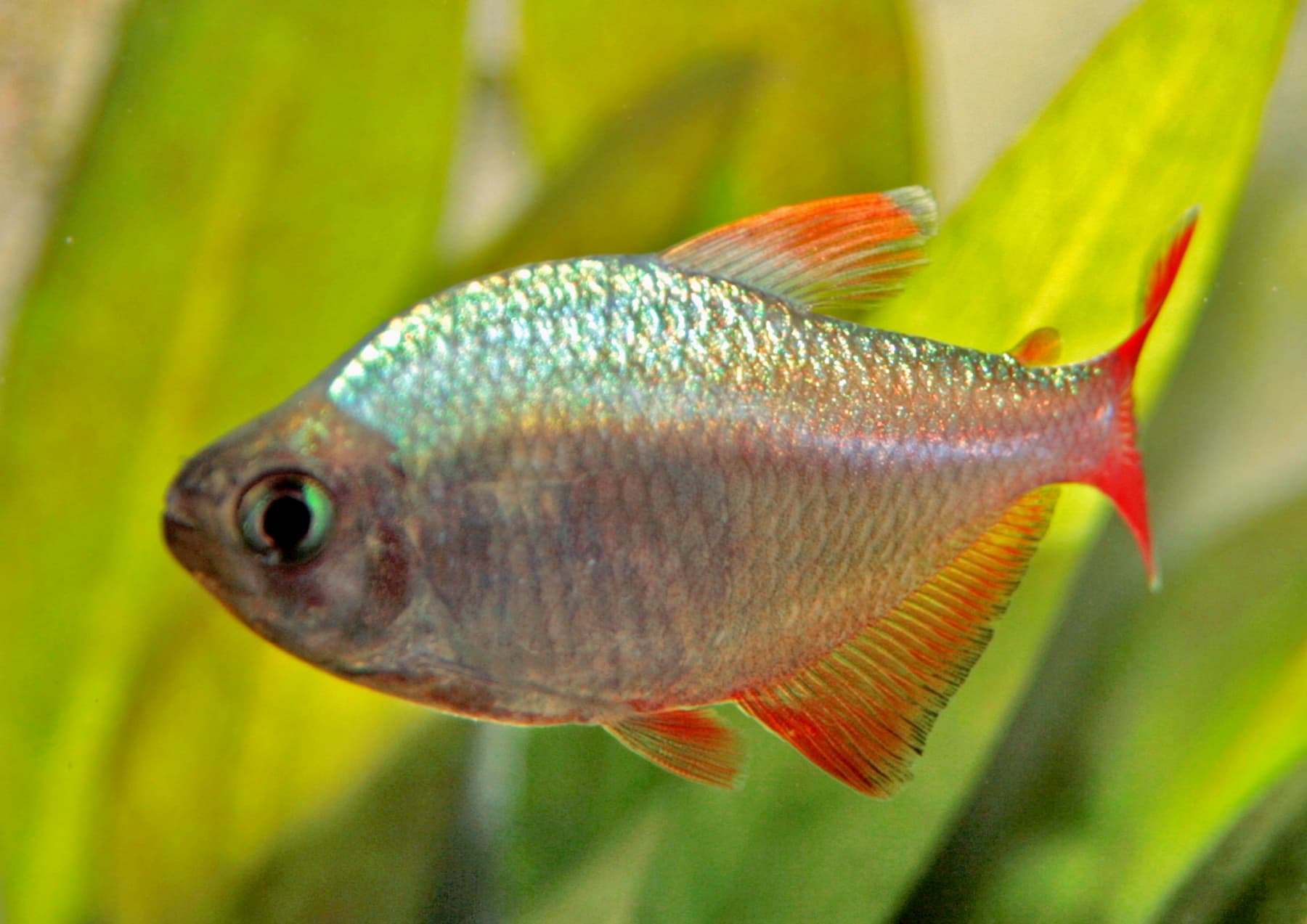 Hyphessobrycon columbianus