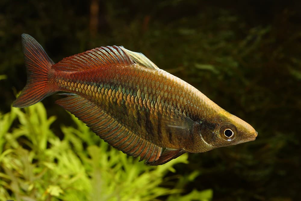 Barred Rainbowfish (Chilatherina fasciata) male