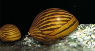 Nerite Snail