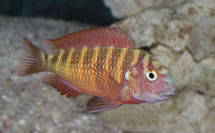 Tropheus Moorii
