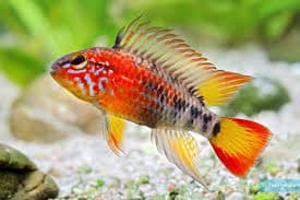 Macmasteri Dwarf Cichlid