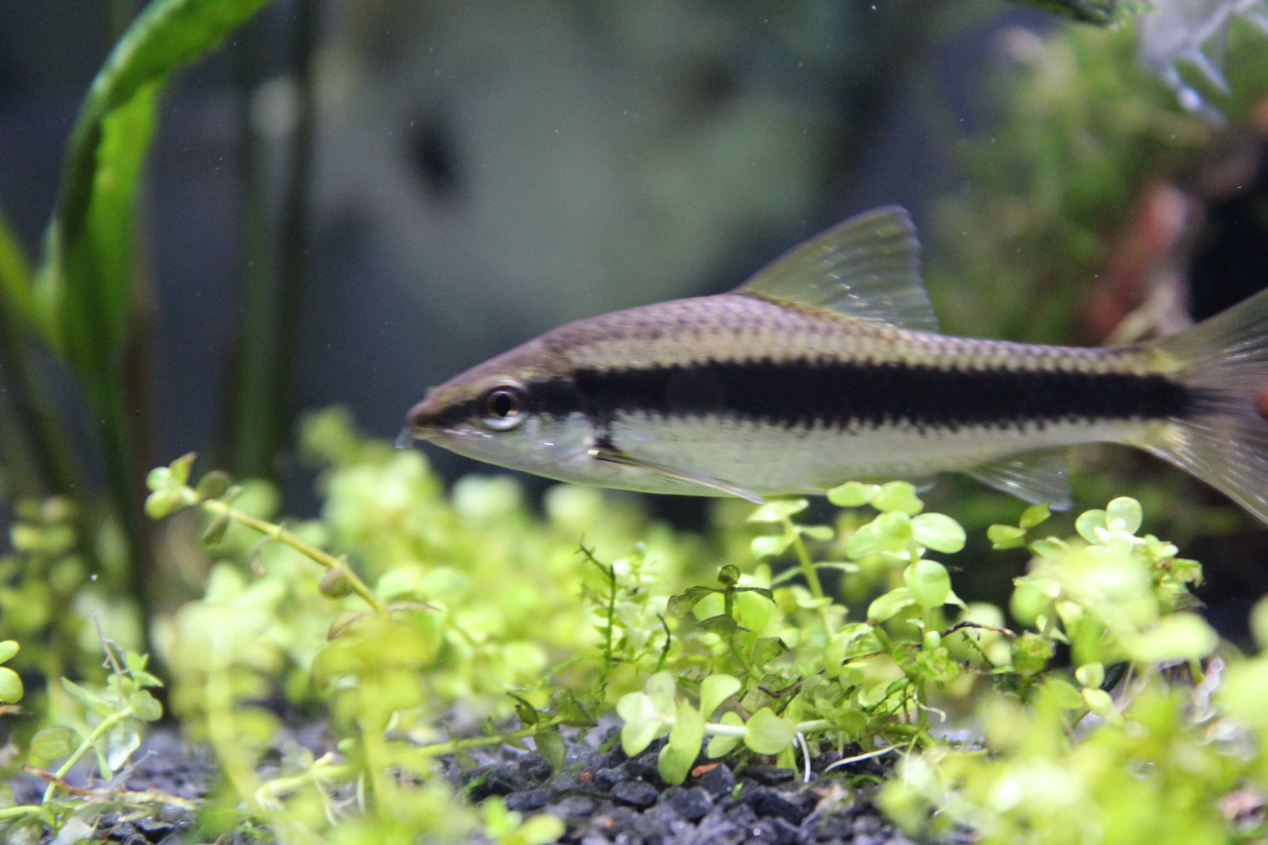 Siamese Algae Eater