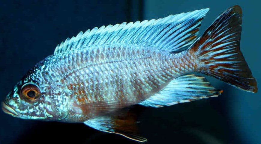 Turkis Peacock Cichlid