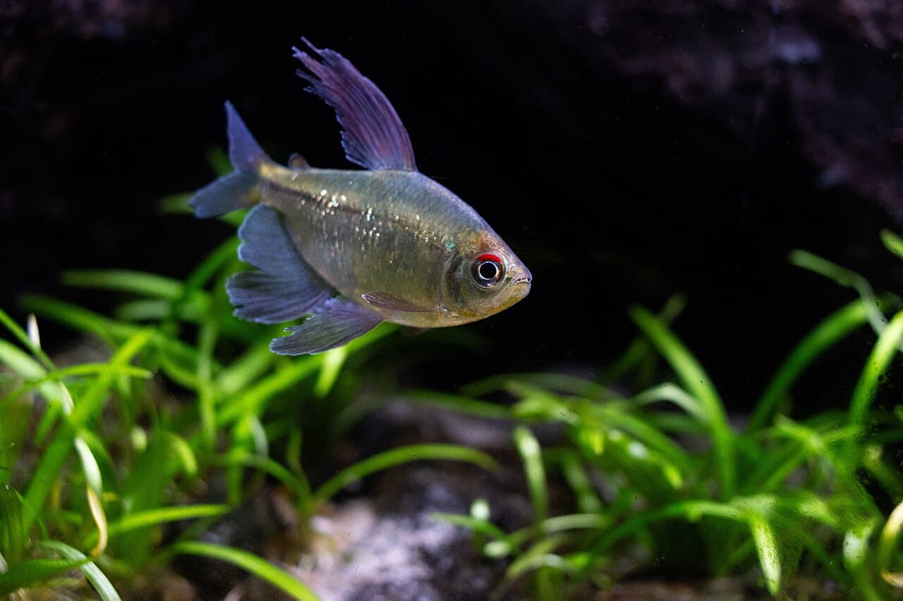 Diamond Tetra (Moenkhausia pittieri)