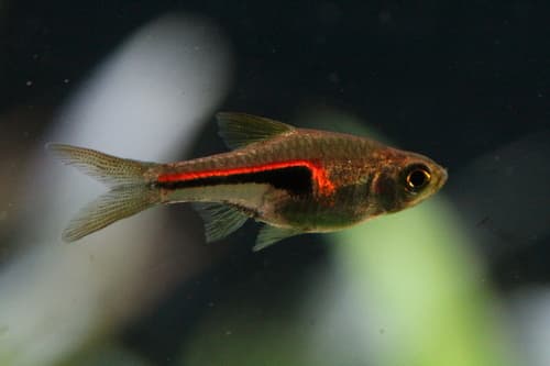 Hengeli Rasbora