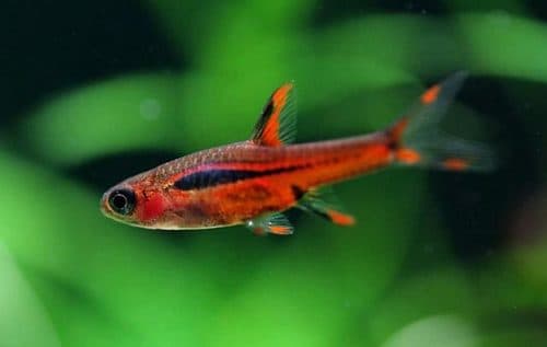 Chilli Rasbora