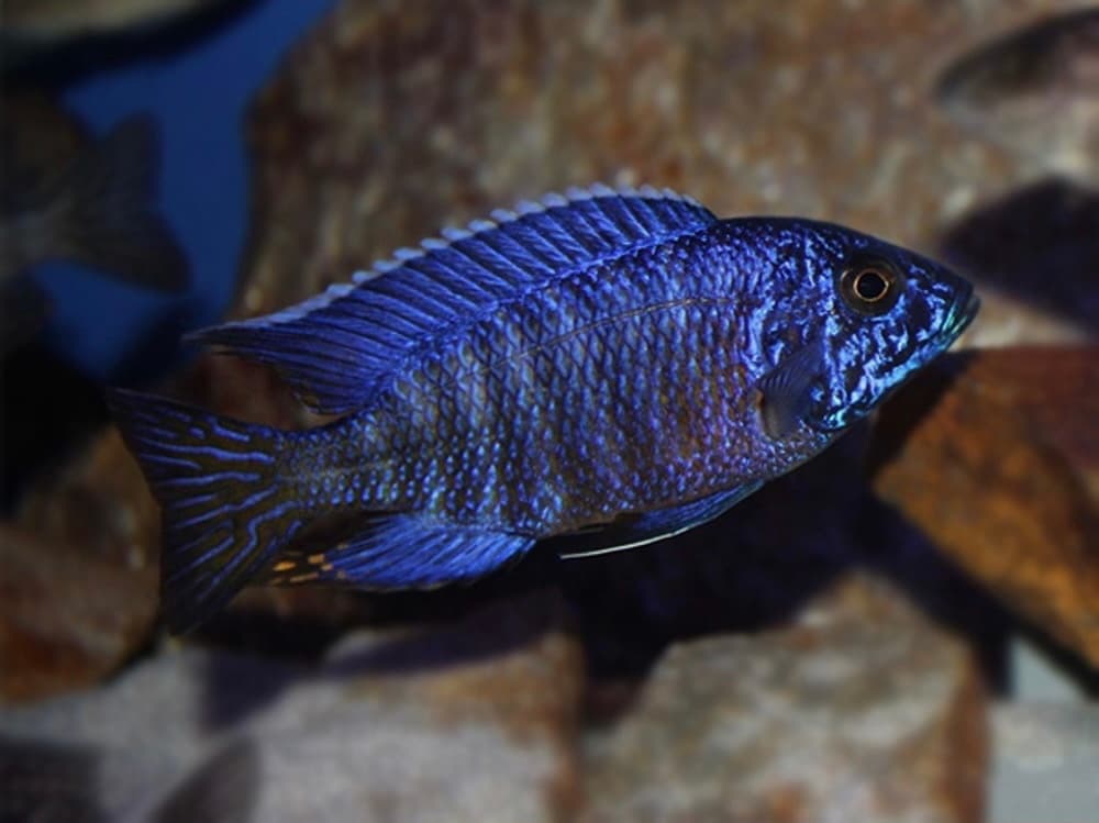 Nyassae Blue Peacock