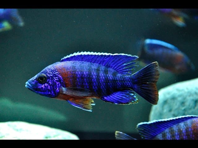 Red Shoulder Peacock Cichlid