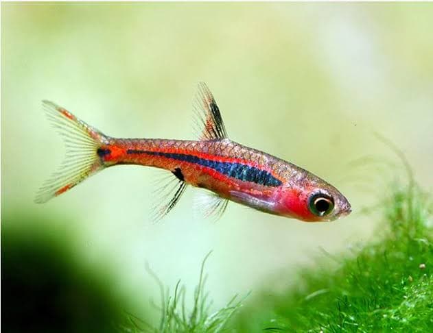 Phoenix Rasbora