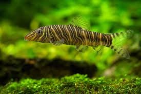Zebra Loach