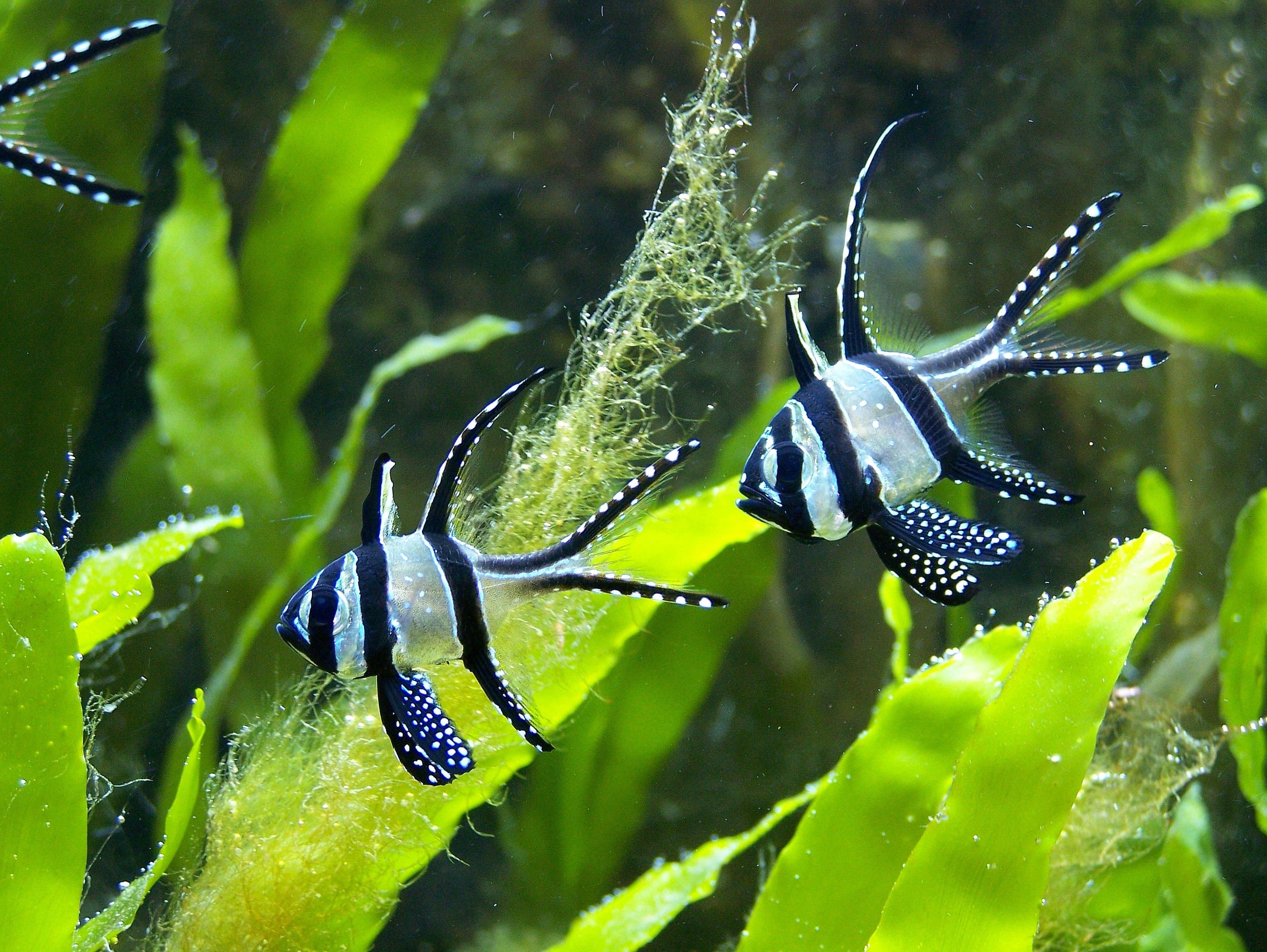 Pterapogon kauderni